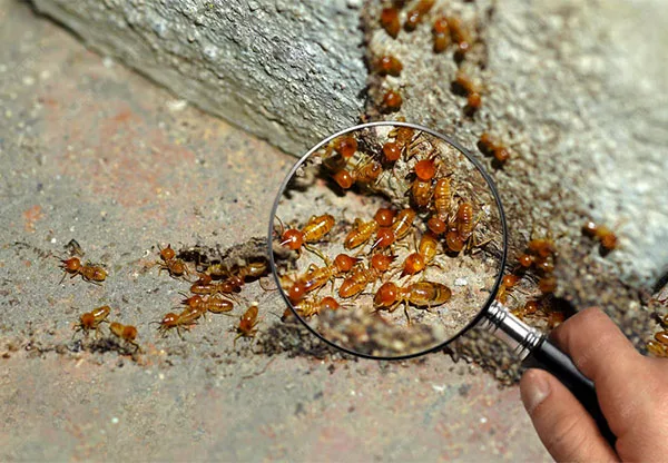 Diagnostic termites et état parasitaire immobilier à Nice - Solis Diagnostic Immo